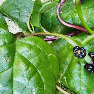 Red Malabar Spinach Heat Tolerant Greens Heirloom Vegetable Seeds
