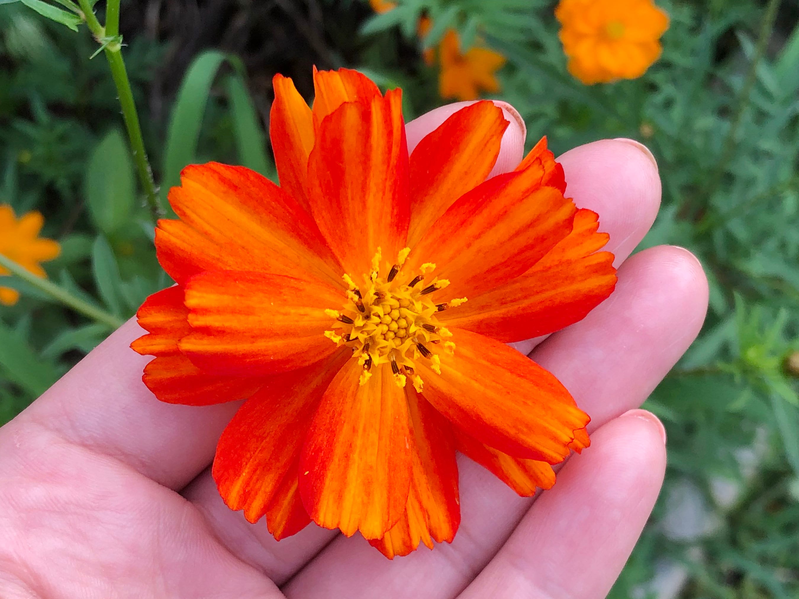Graines De Cosmos - Coffret 7 Variétés Colorées - Fleurs Mellifères Faciles à Cultiver - Pour Jardin, Balcon, Bouquets - 7