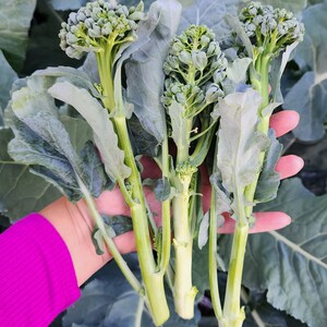 Puede incluir: Primer plano de cuatro floretes de br&oacute;coli verdes con tallos, sostenidos en una mano. Los floretes est&aacute;n en diferentes etapas de crecimiento, algunos est&aacute;n m&aacute;s desarrollados que otros.