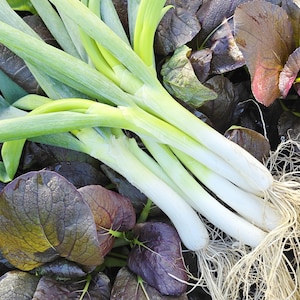 Shimonita Negi XL Bunching Onion Seeds - Japanese Scallion/Spring Onions Heirloom Vegetable Seeds