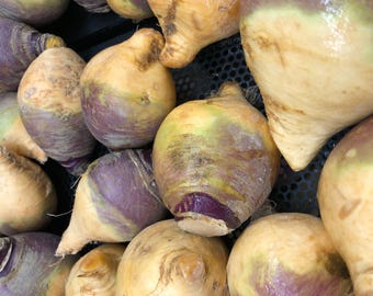 Semillas de colinabo morado americano: raíces tradicionales, dulces y resistentes