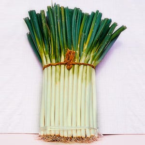 Ishikura Long Japanese Bunching Onion Seeds – Heirloom Green Onion Variety With Long, Tender Stalks