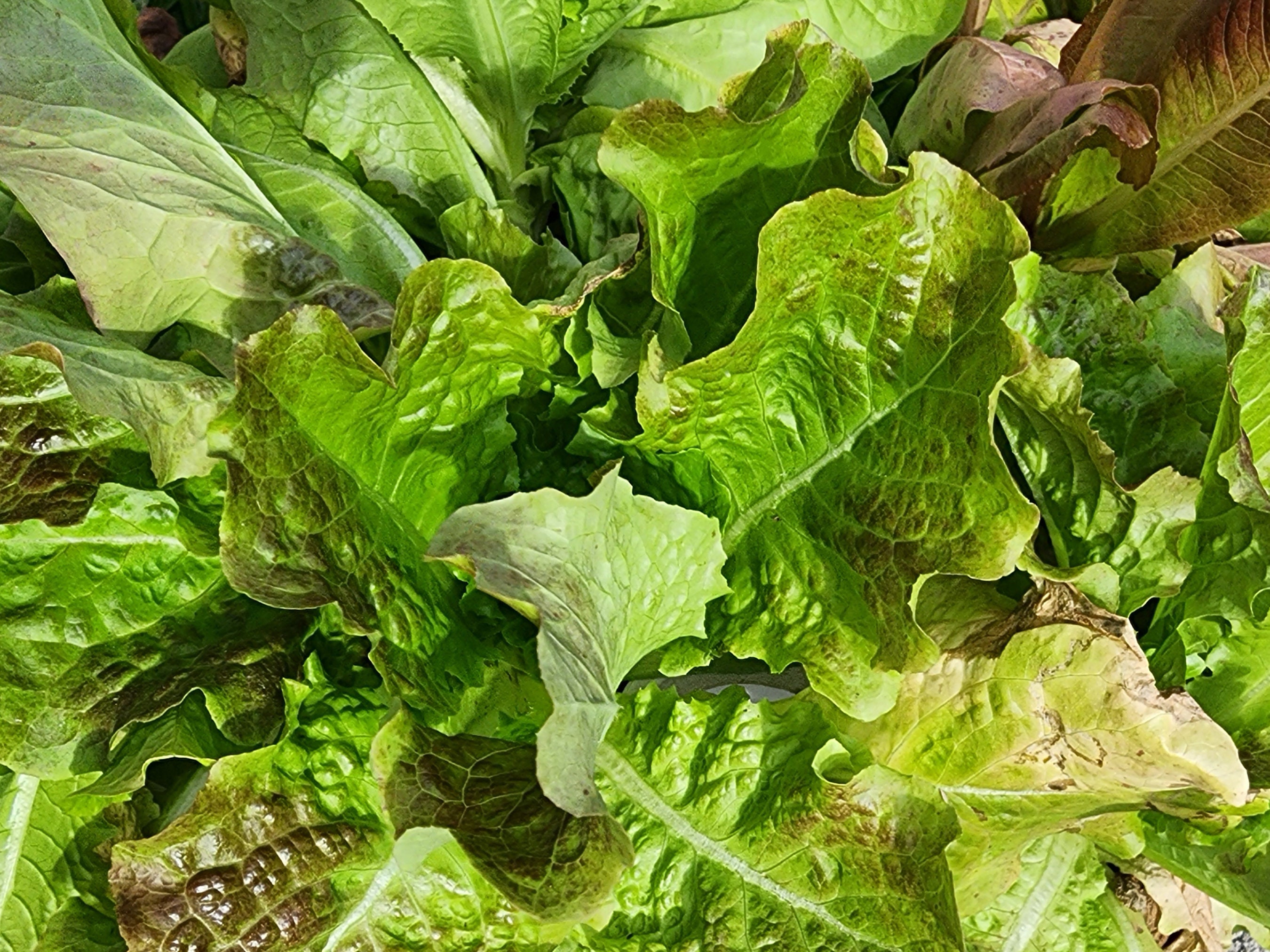 Bronze Butterhead Lettuce Heirloom Vegetable Seeds Etsy