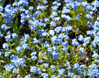 Chinese Forget-Me-Not Flower Seeds – Sky Blue Blooms – Pollinator Friendly
