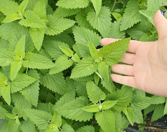 Catnip Herb Seeds - Perfect for Cats, Tea, and Garden Pollinators