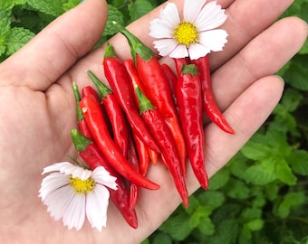 Thai Red Chili Hot Peppers Heirloom Vegetable Seeds