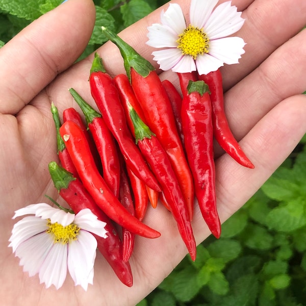 Thai Chili Pepper Plant Etsy