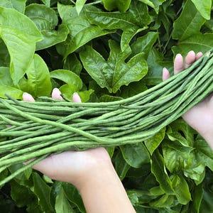 May include: A bundle of fresh, green long beans held in open hands against a backdrop of lush, green leaves. The beans are slender and vibrant, showcasing their natural color and texture. The image highlights the freshness of the produce.