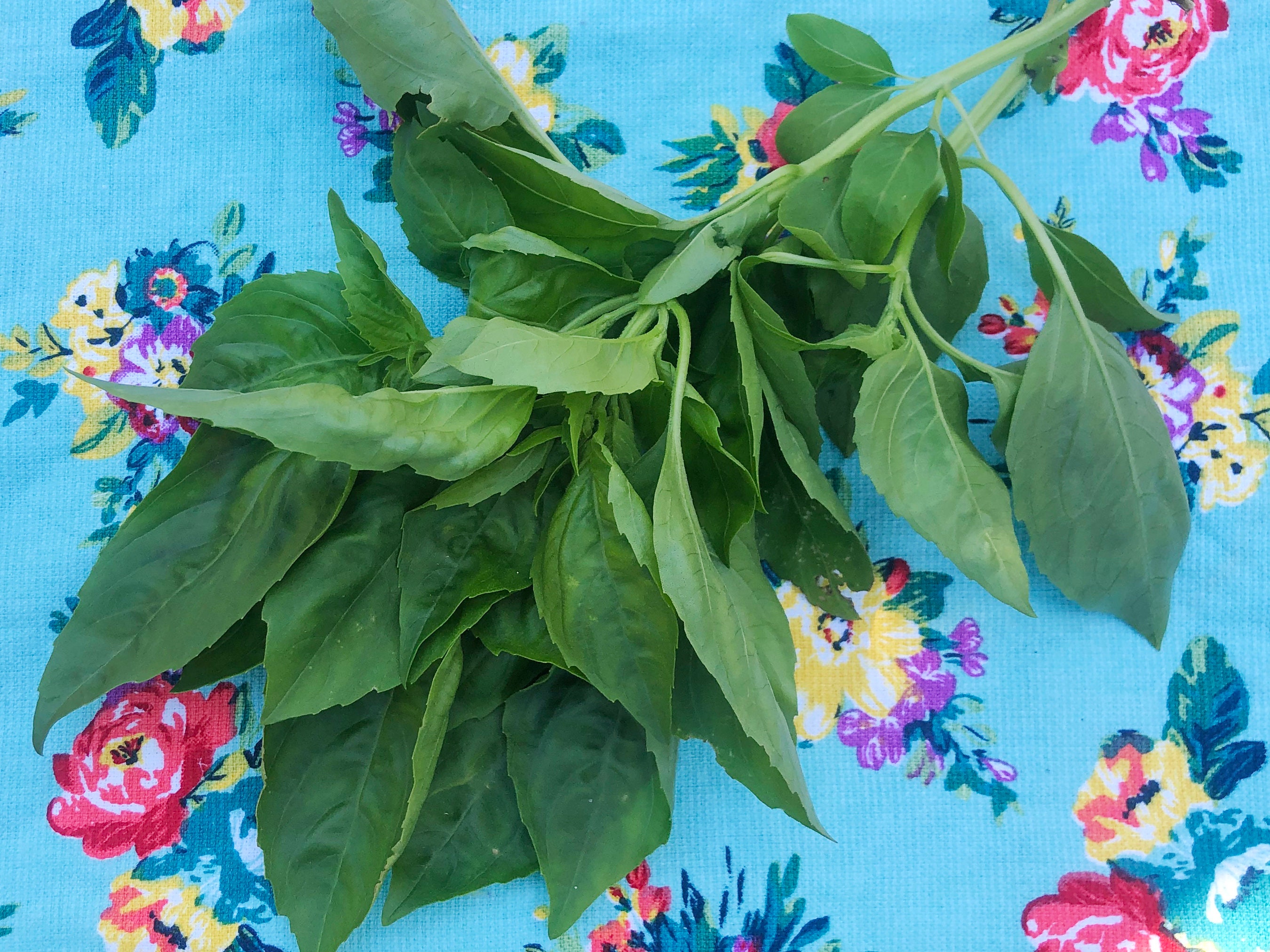 Italian Large Leaf Sweet Basil Herb Heirloom Seeds Etsy