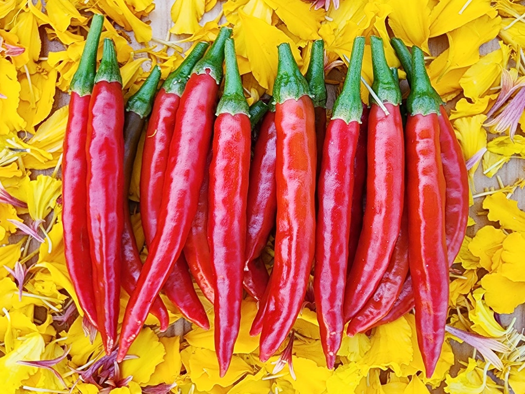 RARE Mathania Chili Heirloom Hot Pepper Seeds Rajasthan india Pepper
