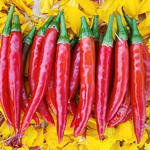 RARE Mathania Chili Heirloom Hot Pepper Seeds - Rajasthan (India) Pepper Seeds