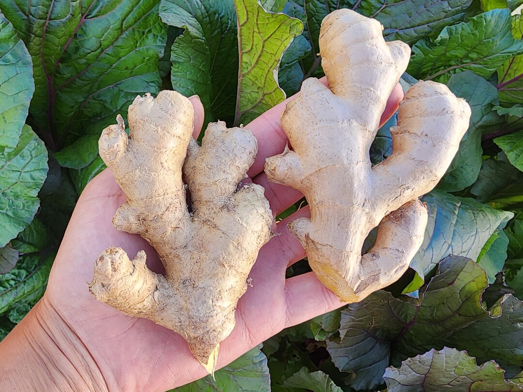 Culinary Ginger Edible Ginger Root Rhizome Etsy