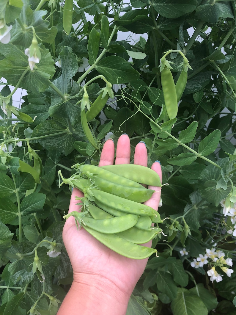 Oregon Sugar Pod II Snow Pea - Thumbnail 4