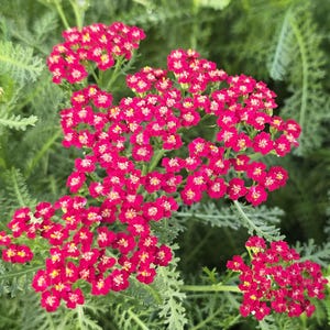 Red Yarrow (Achillea) Flower Seeds – Vibrant Perennial Blooms & Pollinator-Friendly Flower