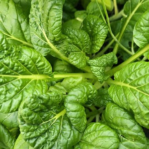 Yukina Savoy Seeds – Flavorful & Hardy Asian Leafy Green - Heirloom Vegetable Garden Seeds