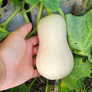 May include: A pale, elongated butternut squash, held by a hand, is surrounded by green leaves and vines. The squash has a smooth, creamy exterior and is a light beige color. The image is taken outdoors, with a natural, organic feel.