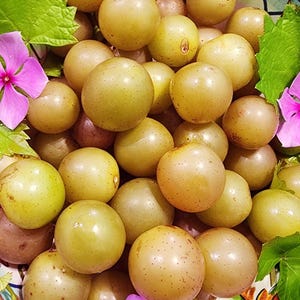 Carlos Bronze Self-Fertile Muscadine Grape LIVE Perennial Starter Vine Plant