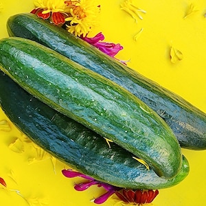 Beit Alpha Parthenogenetic Self Pollinating Cucumber Heirloom Vegetable Seeds