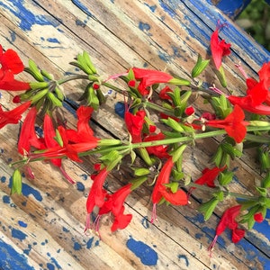 Scarlet Sage Perennial Flower Seeds - Vibrant Red Blooms Attract Bees and Hummingbirds