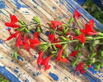 Scarlet Sage Red Native Heirloom Pollinator Hummingbird Flower Seeds