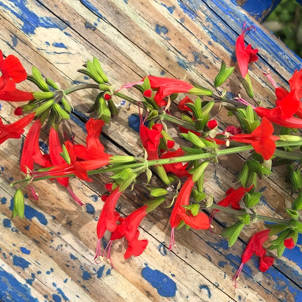 Scarlet Sage Red Native Heirloom Pollinator Hummingbird Flower Seeds