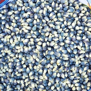 Miniature Blue Popcorn Corn Seeds - Heirloom Variety for Gardens & Snacks