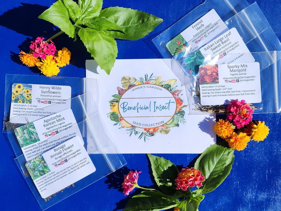 Beneficial Insect Garden Seed Collection Gift Set (6 Varieties for the ...