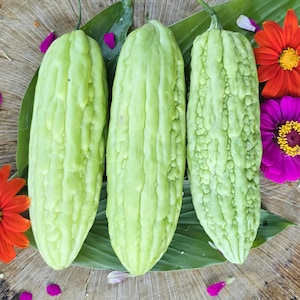 Graines de courge verte melon amer Ku Gua Heirloom Graines de légumes asiatiques