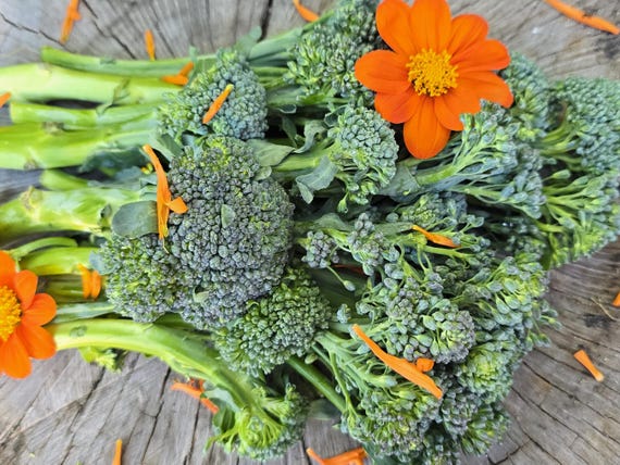 Broccoli Raab aka Rapini Heirloom Vegetable Garden Seeds