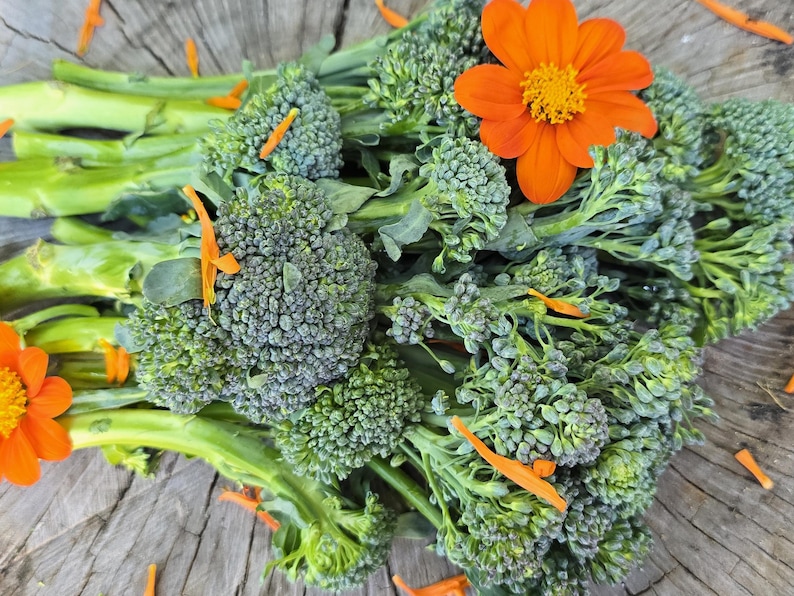 Pu&ograve; includere: Un mazzo di broccoli verdi freschi con steli, disposti su una superficie di legno. Il broccolo &egrave; circondato da petali di fiori arancioni.