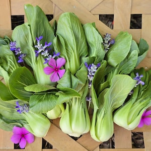 Shanghai Green Bok Choy - Heirloom Vegetable Garden Seeds