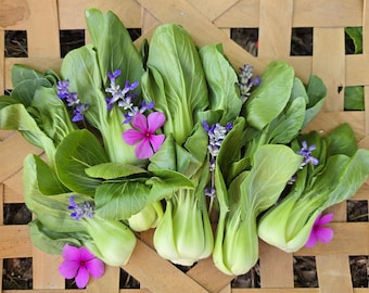 Shanghai Green Bok Choy - Heirloom Vegetable Garden Seeds
