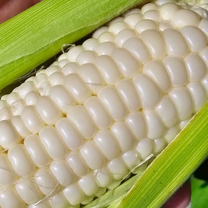 May include: Close-up of a white corn cob with green husks. The kernels are plump and shiny.