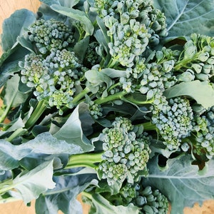 Piracicaba Brazilian Sprouting Broccoli Heirloom Vegetable Seeds