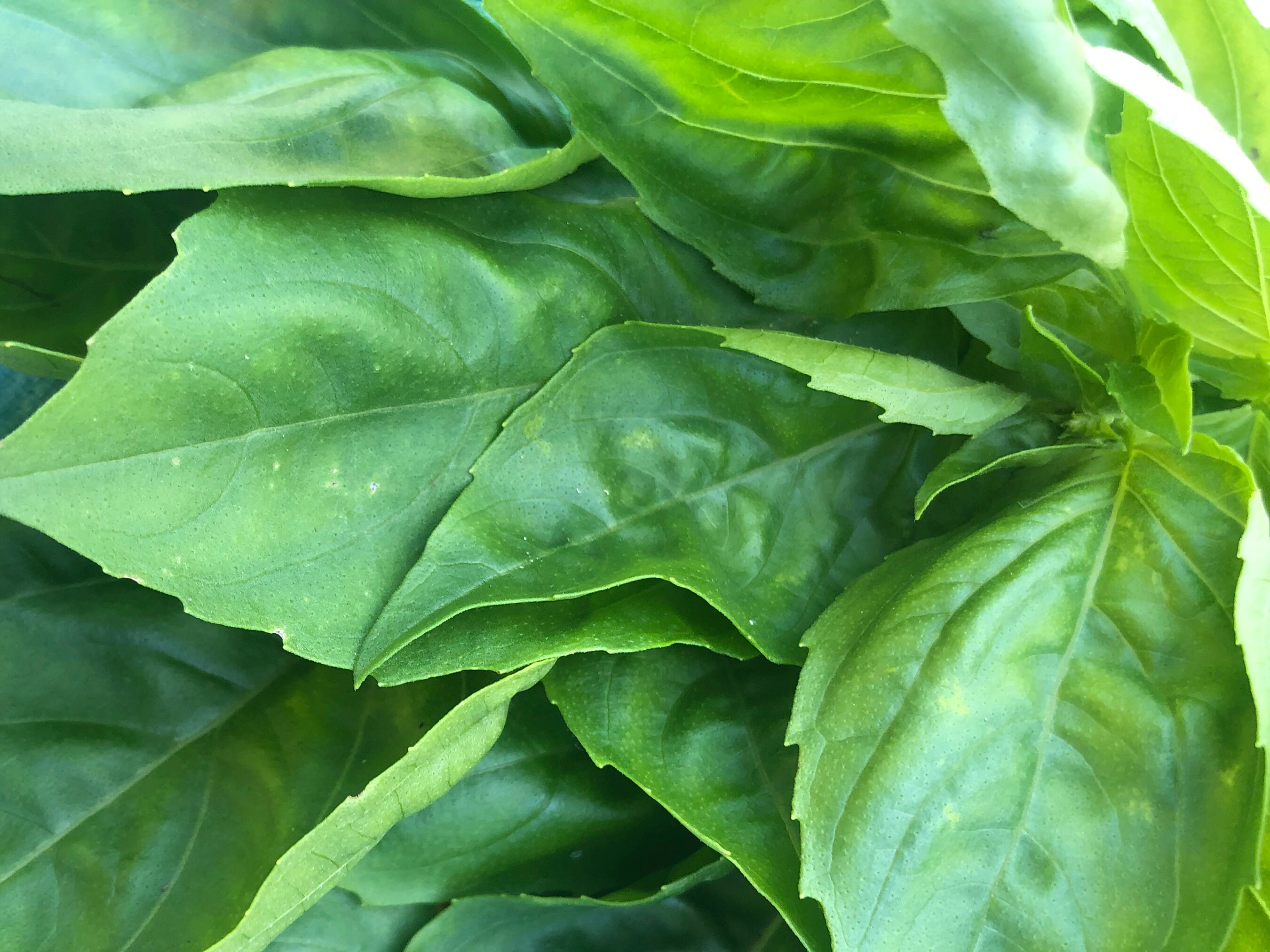 Italian Large Leaf Sweet Basil Herb Heirloom Seeds Etsy