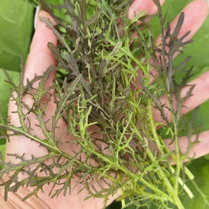 Red Streaks Mizuna Seeds - Fast-Growing & Delicious Mustard Green!