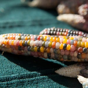 May include: Close-up of colorful Indian corn cobs. The kernels display a variety of colors including yellow, orange, red, purple, and blue. The corn is on a textured green surface, with other cobs visible in the background.