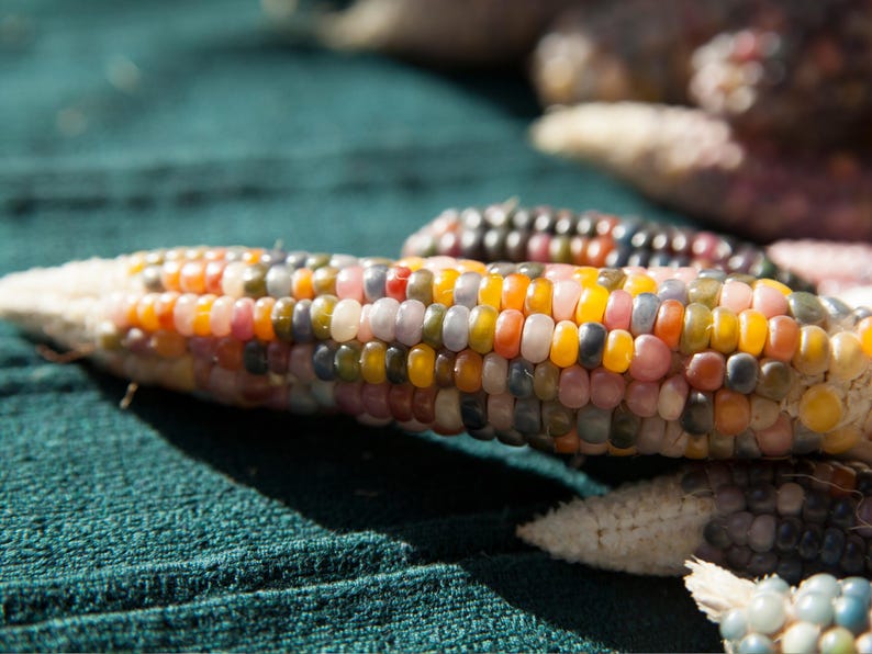 May include: Close-up of colorful Indian corn cobs. The kernels display a variety of colors including yellow, orange, red, purple, and blue. The corn is on a textured green surface, with other cobs visible in the background.