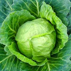Golden Acre Cabbage Seeds – Heirloom Early Cabbage Variety