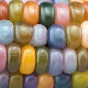 May include: Close-up of a colorful ear of corn with kernels in shades of red, orange, yellow, green, blue, and purple. The kernels are smooth and glossy, creating a vibrant and textured pattern.
