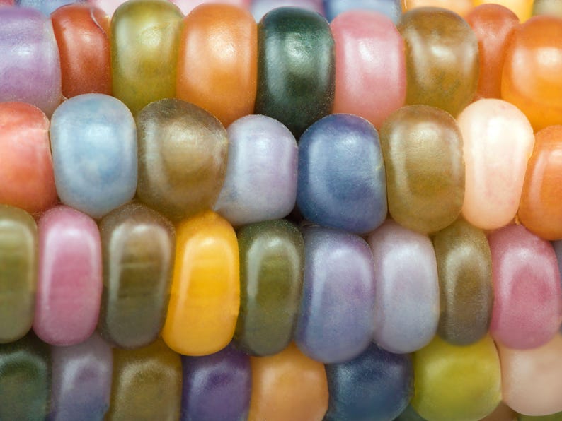 May include: Close-up of a colorful ear of corn with kernels in shades of red, orange, yellow, green, blue, and purple. The kernels are smooth and glossy, creating a vibrant and textured pattern.