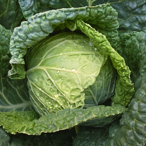 Savoy Perfection Cabbage Heirloom Seeds - Heirloom Vegetable Garden Seeds