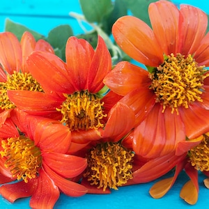 Tithonia Orange Torch Mexican Sunflower Heirloom Pollinator Flower Seeds