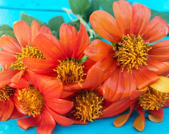 Tithonia Orange Torch Mexican Sunflower Heirloom Pollinator Flower Seeds