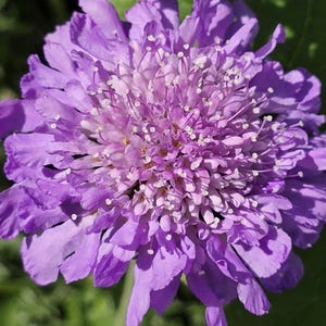Pincushion (Scabiosa) Flower Seeds - Easy To Grow Pollinator-Friendly Flower Seeds