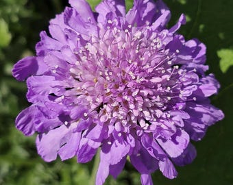Pincushion (Scabiosa) Flower Seeds - Easy To Grow Pollinator-Friendly Flower Seeds