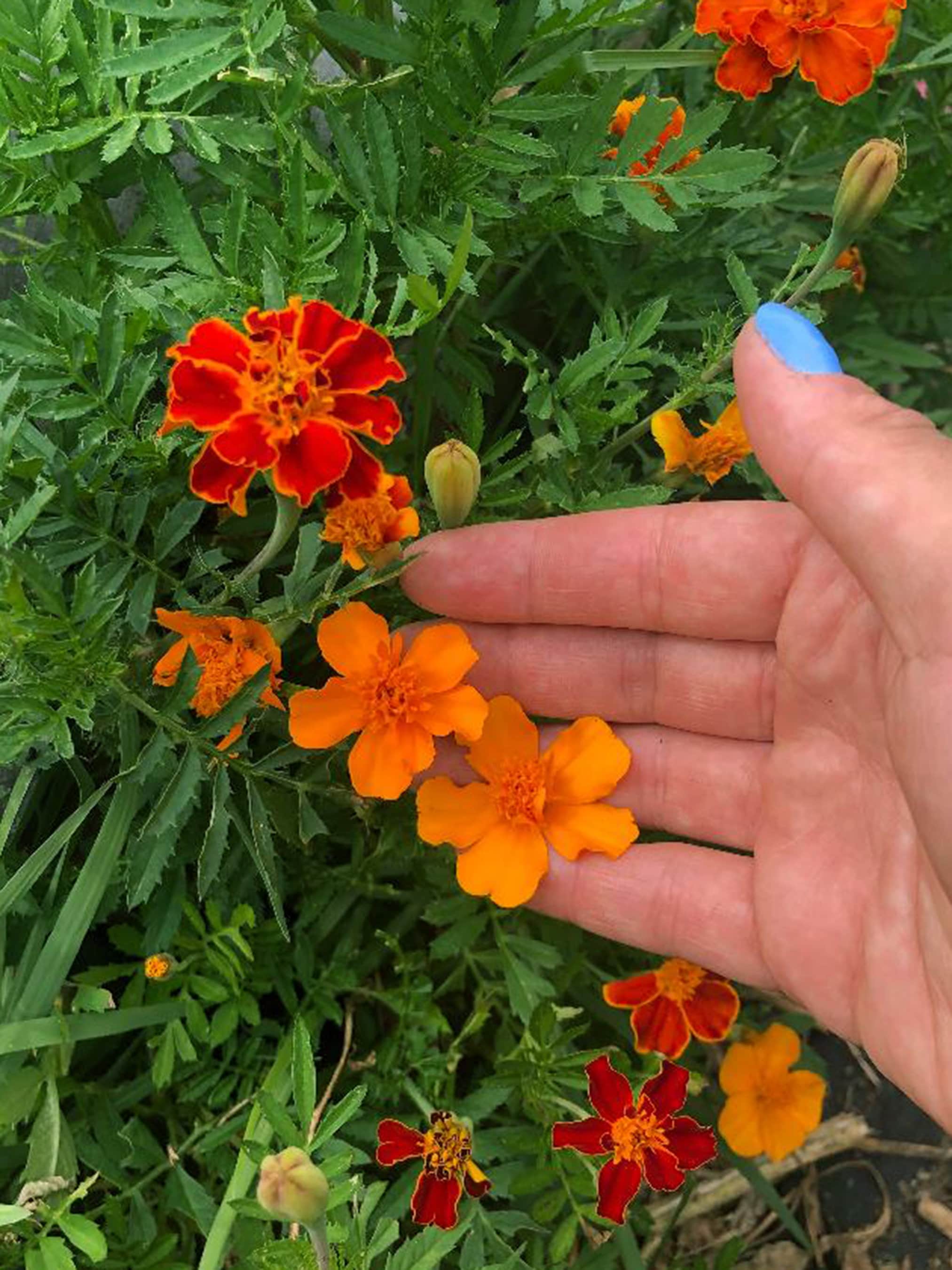 flower mats seeds Hydrofarm Seedling Heat Mat