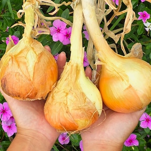 Texas 1015 Sweet Short Day Onion Seeds Hybrid Yellow Sweet Onion Seeds