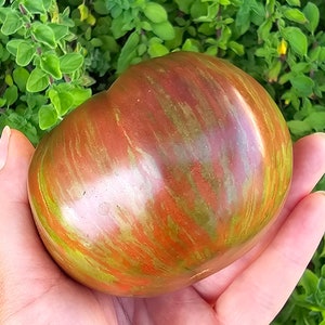 Pink Berkeley Tie Dye Heirloom Beefsteak Tomato Vegetable Seeds