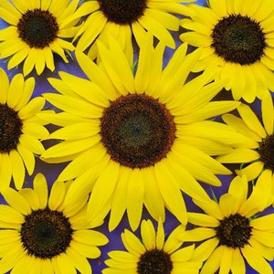 Henry Wilde Sunflower Annual Heirloom Flower Seeds